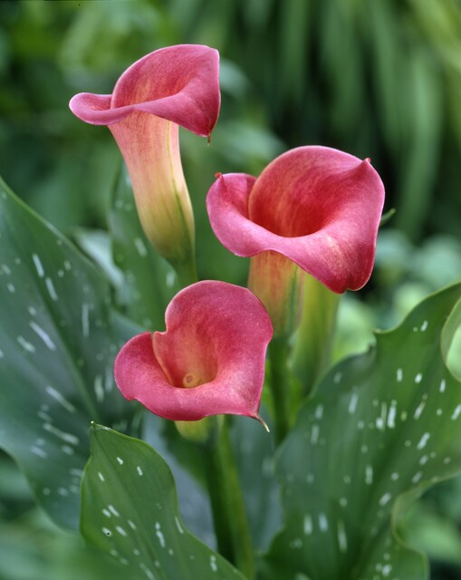 zantedeschia rosa