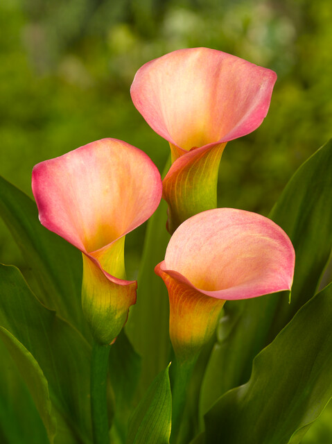 Zantedeschia 'Sweet Talk'