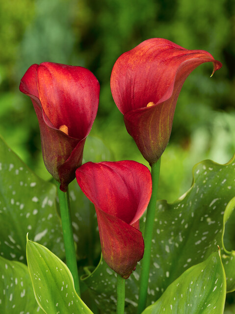 Zantedeschia 'Treasure'