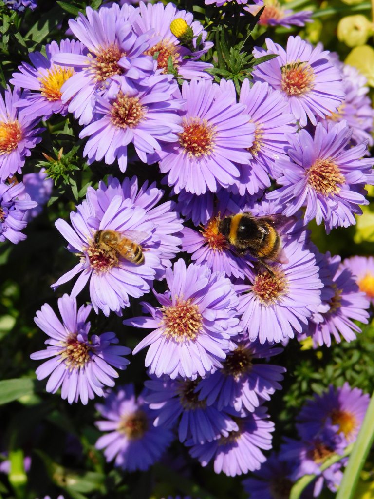 Aster amellus