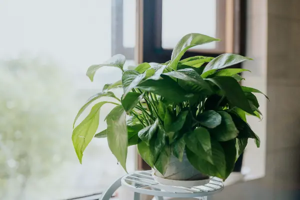 Pothos rampicante verde in vaso grigio davanti a finestra luminosa