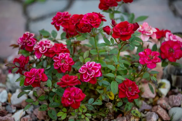 Giardino di rose rosse e rosa con boccioli e fiori completamente aperti
