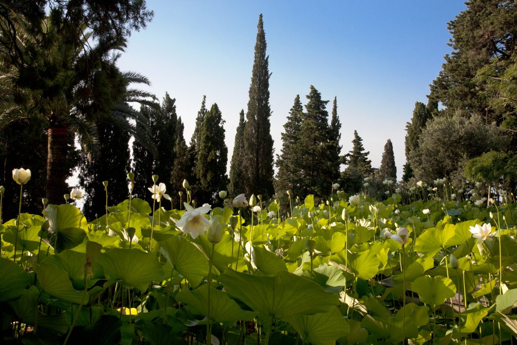 Vasca dei loti nei giardini di Villa della Pergola