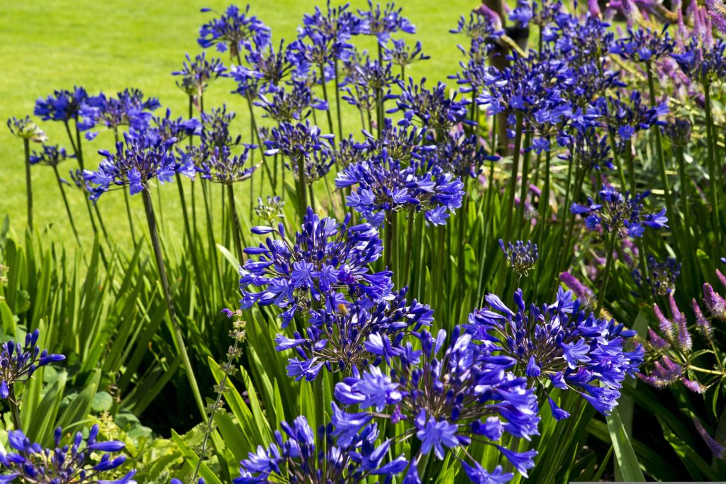 Agapanthus