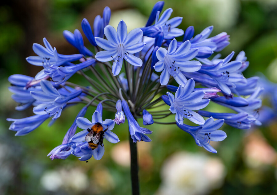 Agapanthus africanus 'Blue Triumphator'