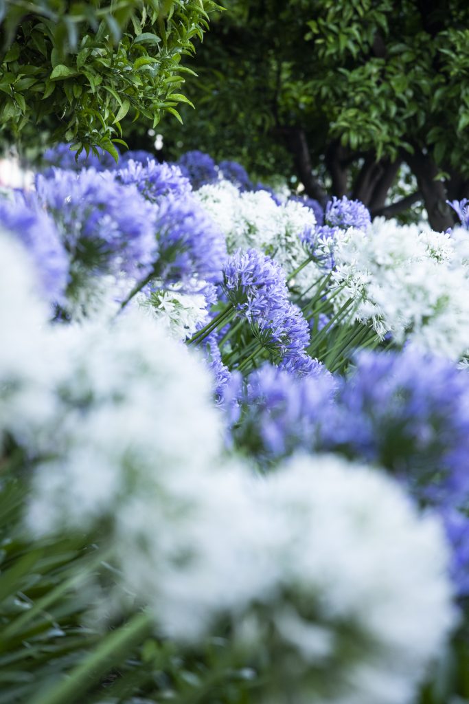 Agapanthus africanus 'White' e 'Blue' nel giardino di Villa della Pergola