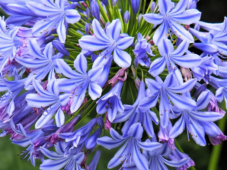 Agapanti blu