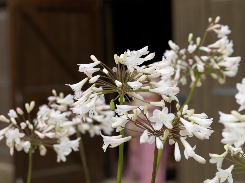 Agapanthus africanus 'Polar Ice'