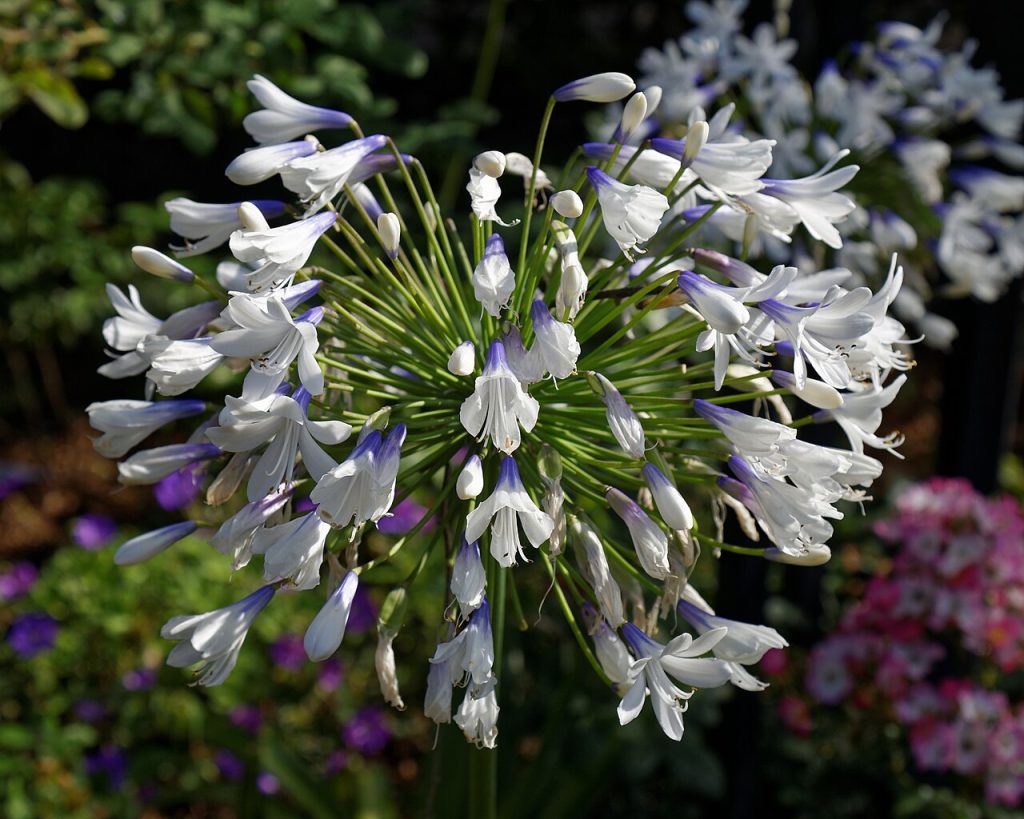Agapanthus 'Queen Mum'