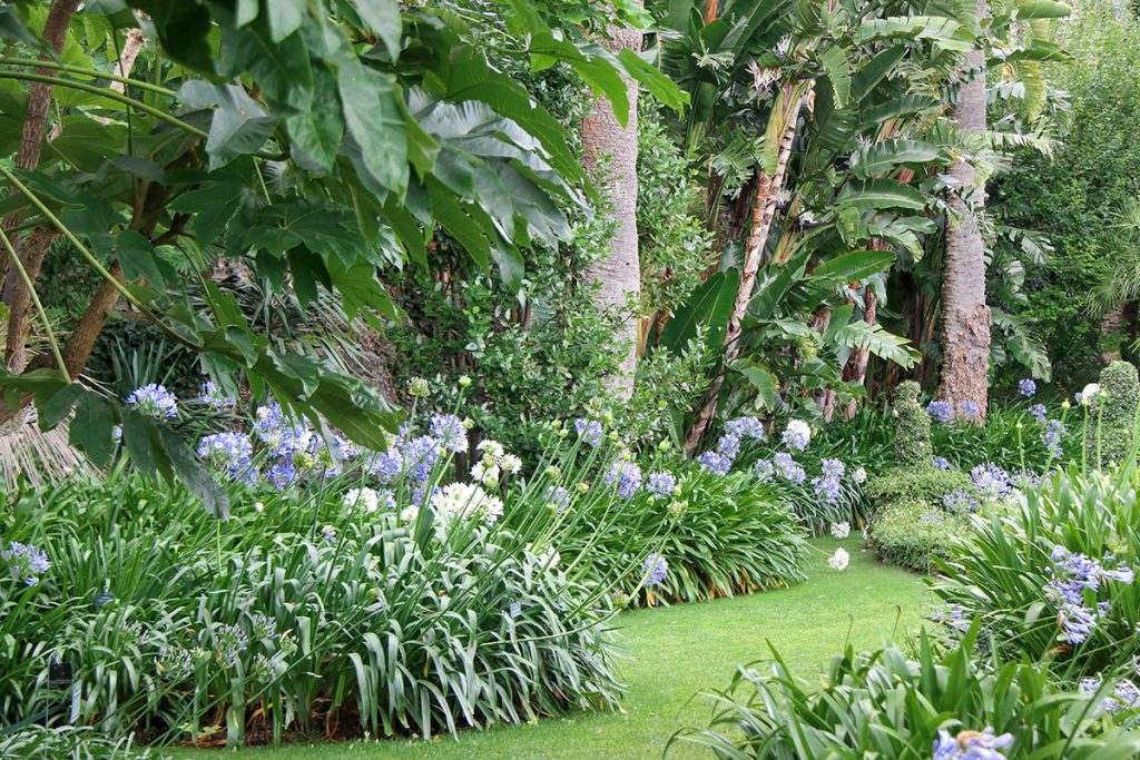 Agapanti nei giardini di Villa della Pergola