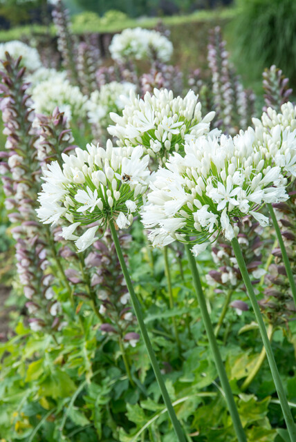 Agapanthus 'White Heaven'
