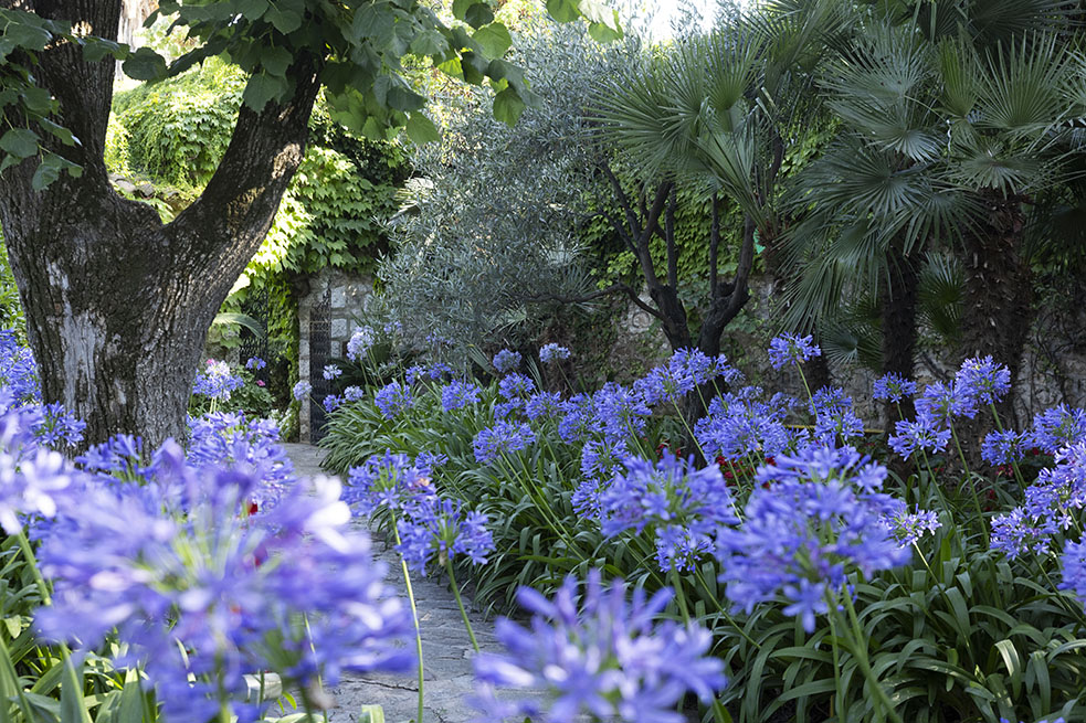 viale di agapanti nel giardino trifirò
