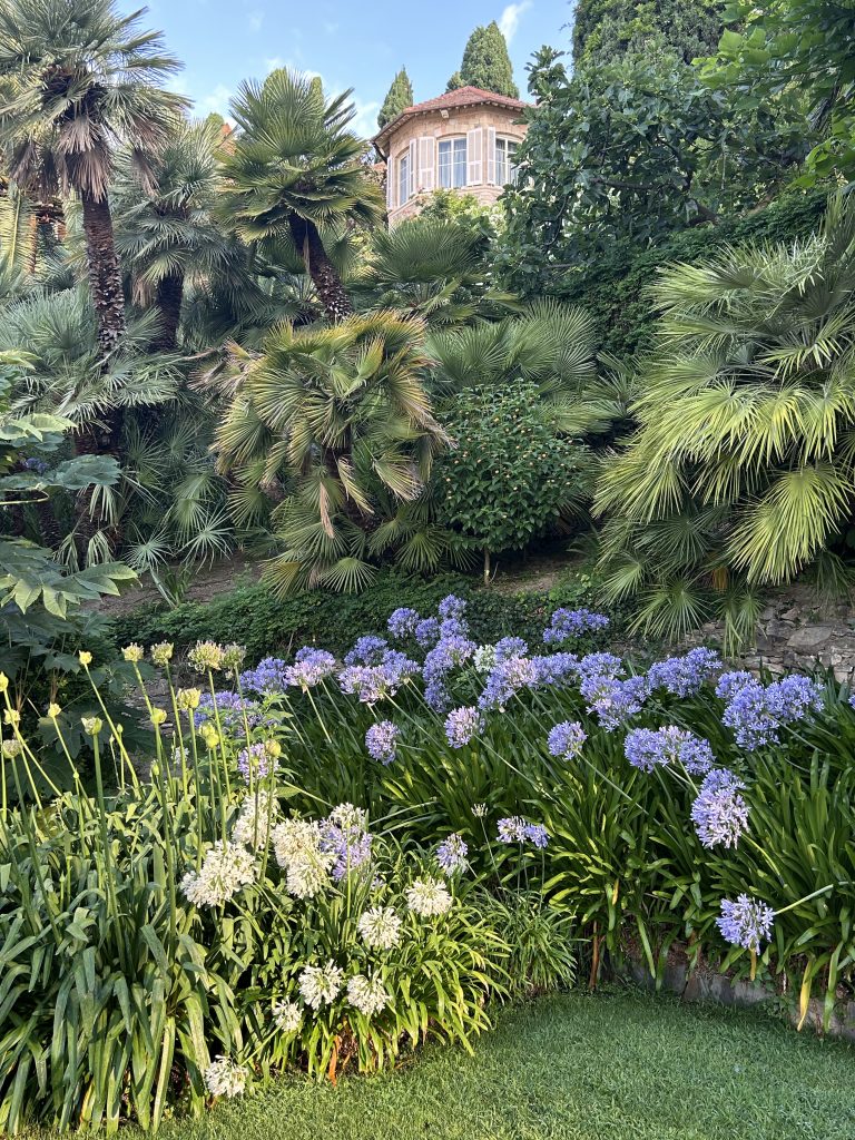 Agapanti come onde nei giardini di Villa della Pergola