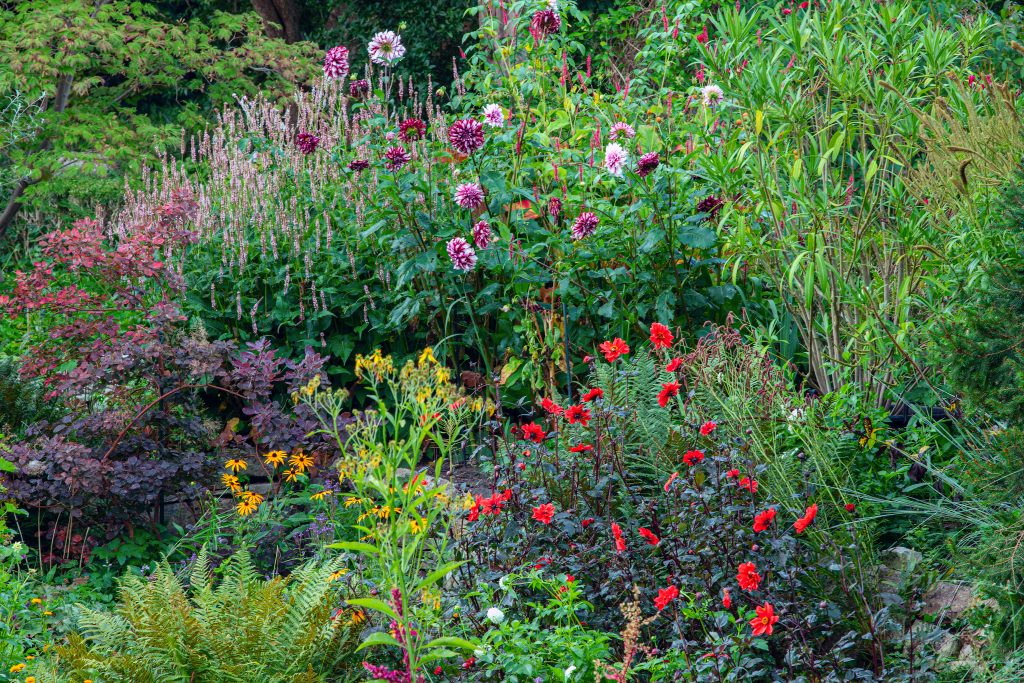 Aiuola in cui si
riconoscono Dahlia ‘Olympic Fire’ e D. ‘Tartan’, Cotinus
coggygria ‘Royal Purple’ e Rudbeckia fulgida var. sullivantii
‘Goldsturm’, ibrido introdotto dal vivaista tedesco