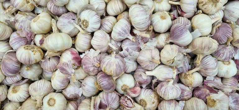Allium sativum aglio