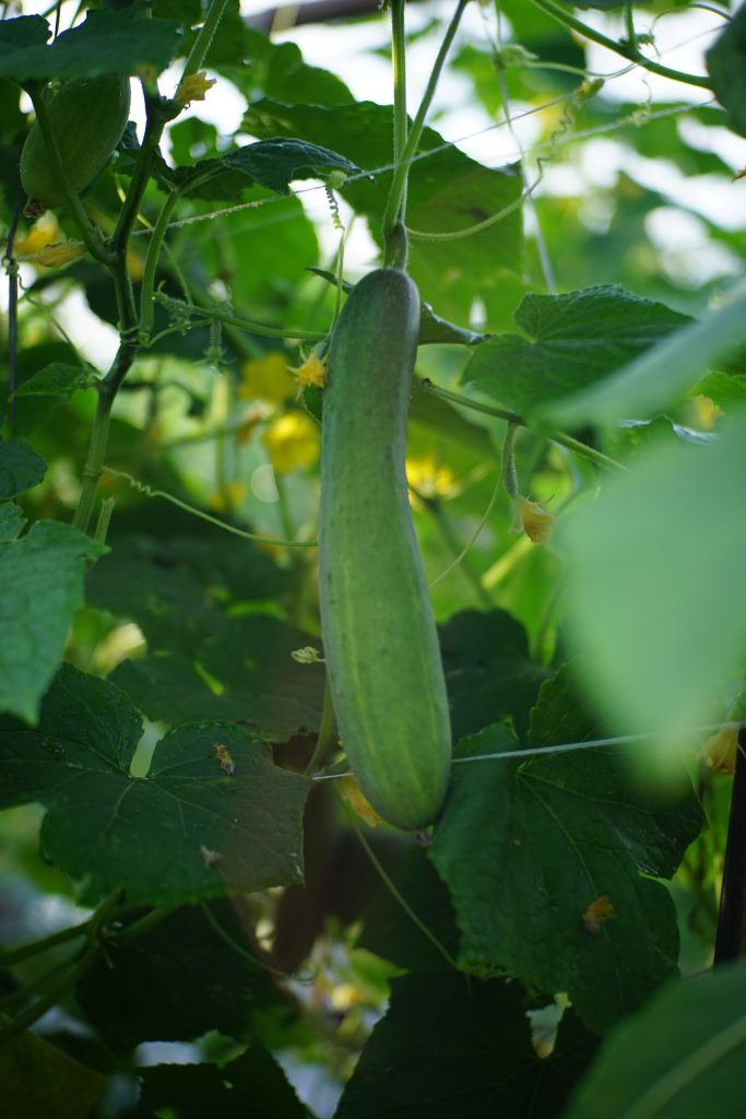 Cucumis sativus 'Lungo della Cina'