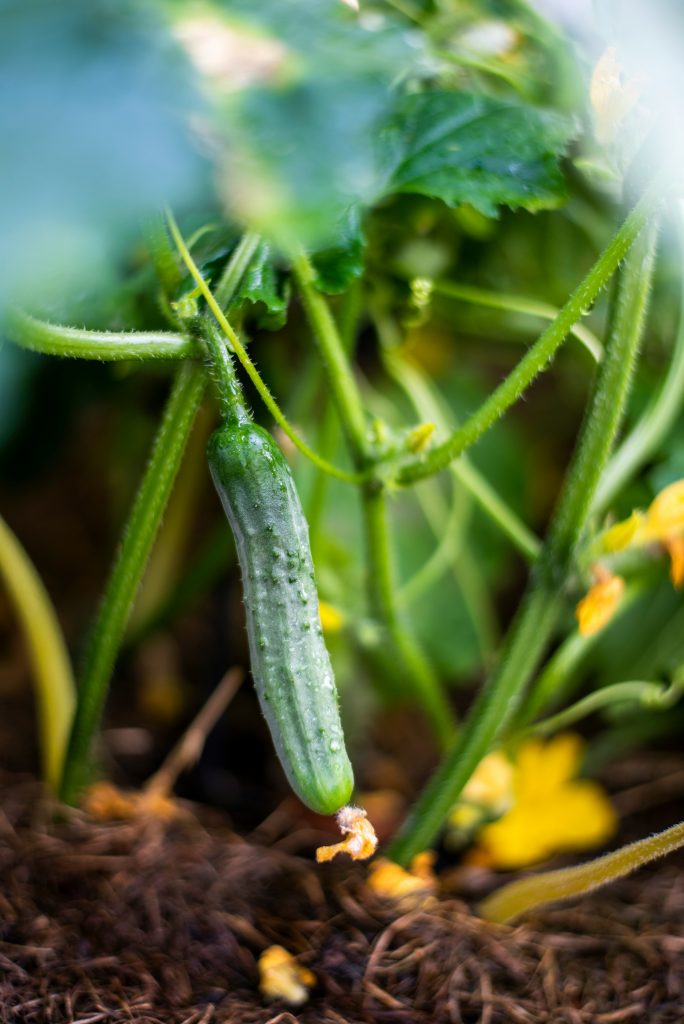 Cucumis sativum