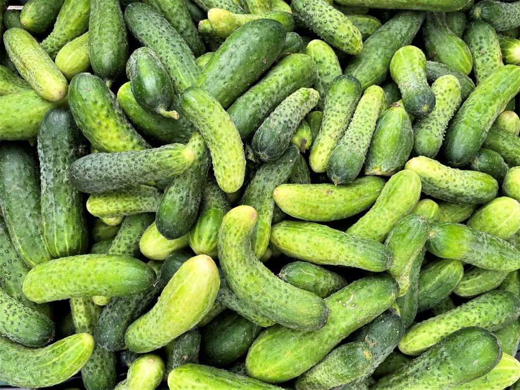 Cetriolini verdi Cucumis sativus