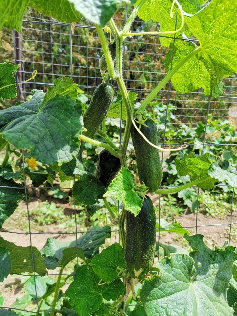 Cucumis sativus 'Ashley' cetriolo