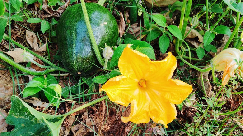 Cucurbita pepo 'Eight Ball'