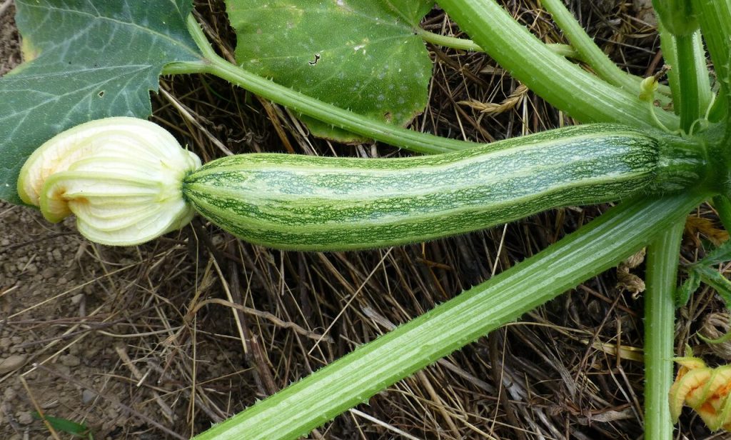 Cucurbita pepo 'Striato d'Italia'