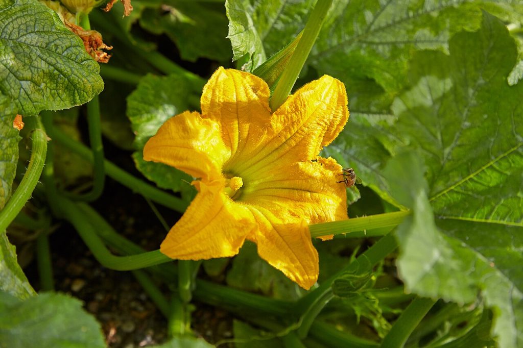 Fiore di zucchina Cucurbita pepo