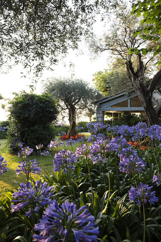 Uno scorcio del parco dei Trifirò con Agapanthus africanus