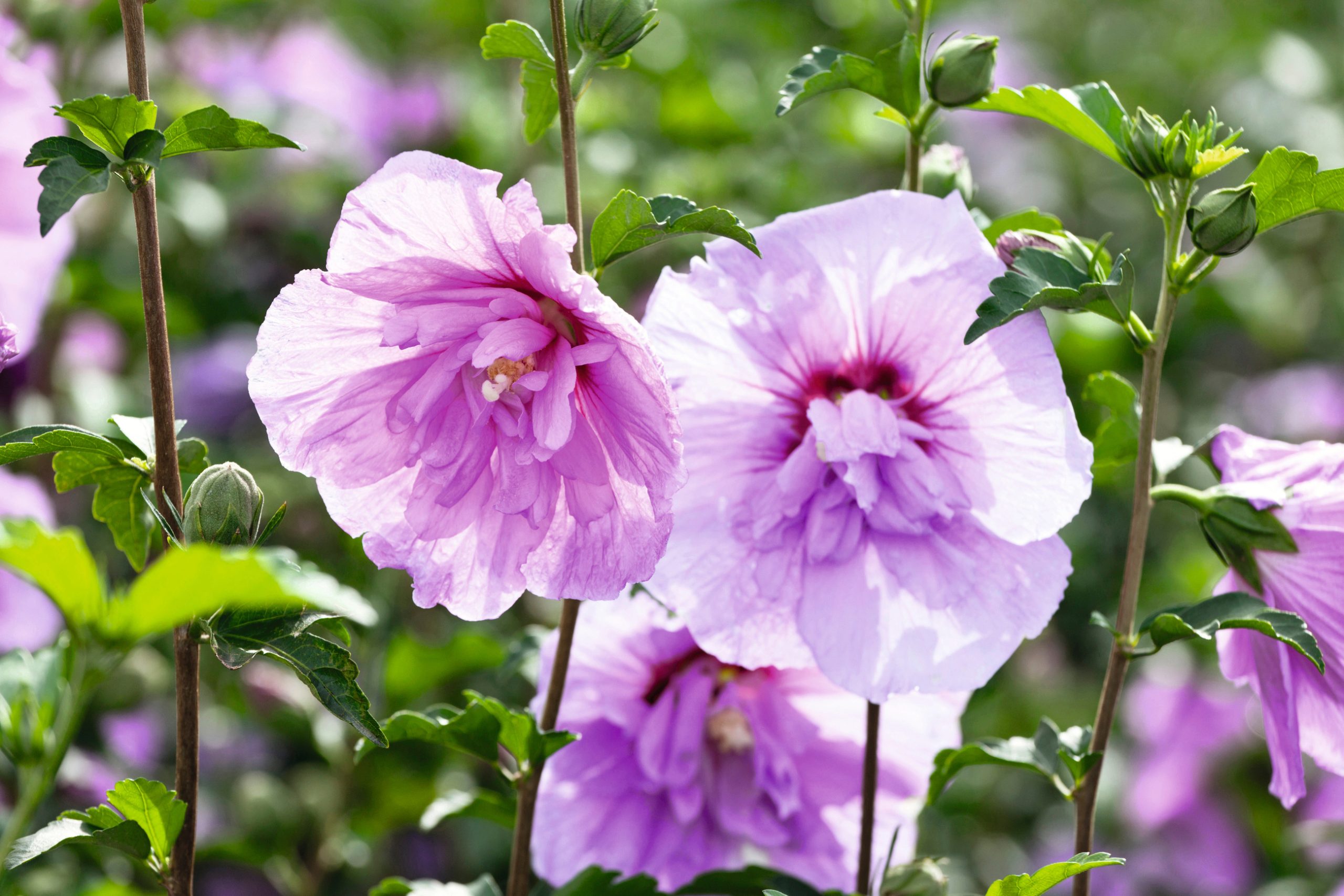 fiori rosa doppi ibisco hibiscus