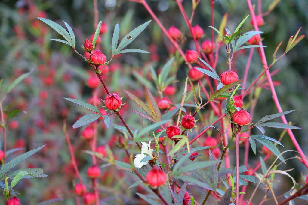 ibisco palustre moscheutos