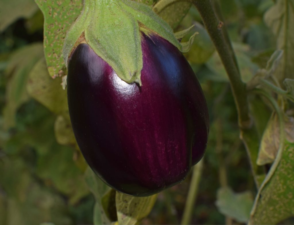 S. melongena 'Tonda Piccola Genovese' melanzana tonda con epidermide viola scuro