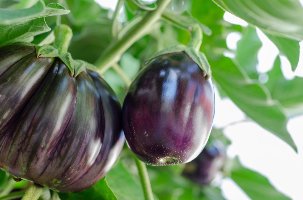 melanzane nell'orto