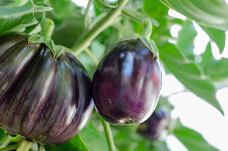 melanzane nell'orto