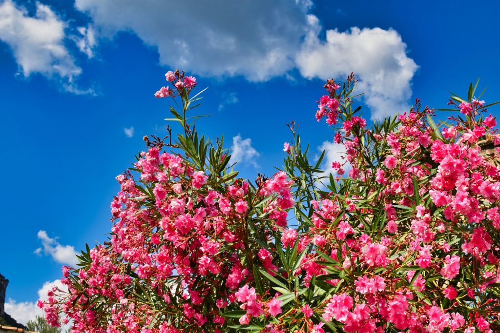 fiori rosa di oleandro