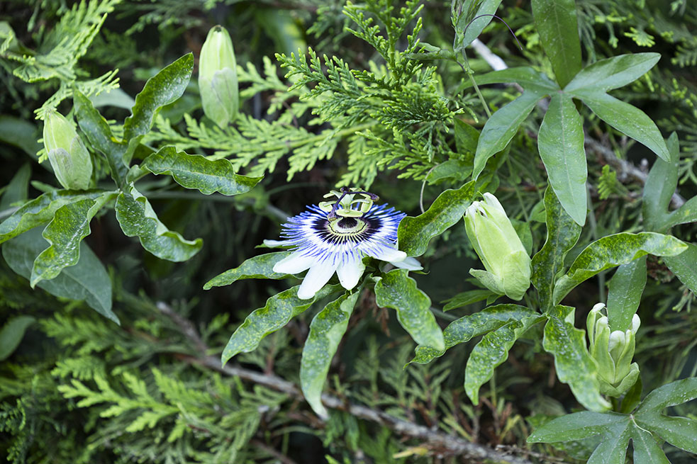 Rami e un fiore di Passiflora caerulea sbucano fra le fronde di x Cupressocyparis nel parco della dimora dei coniugi Trifirò