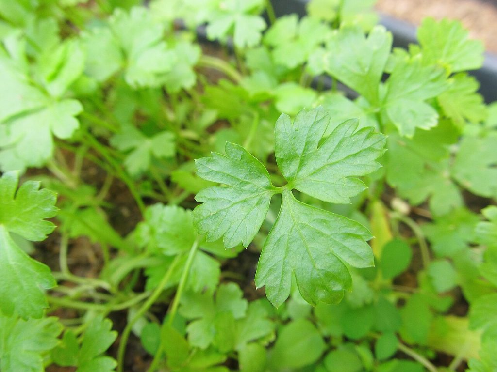 Petrosilum crispum 'Di Napoli'