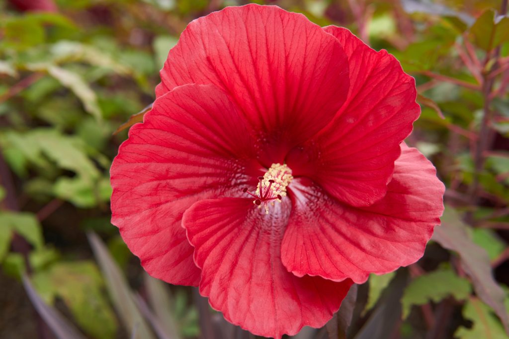 ibisco palustre moscheutos