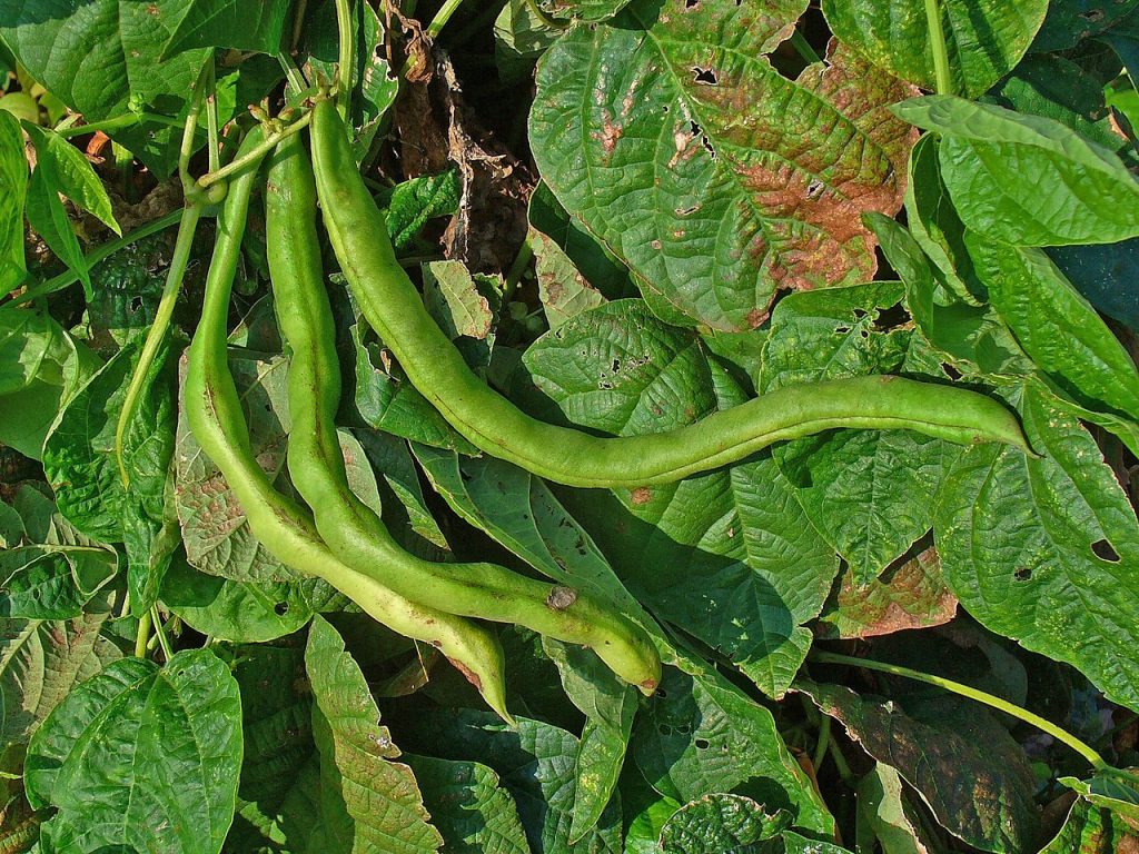 Phaseolus vulgaris fagiolini