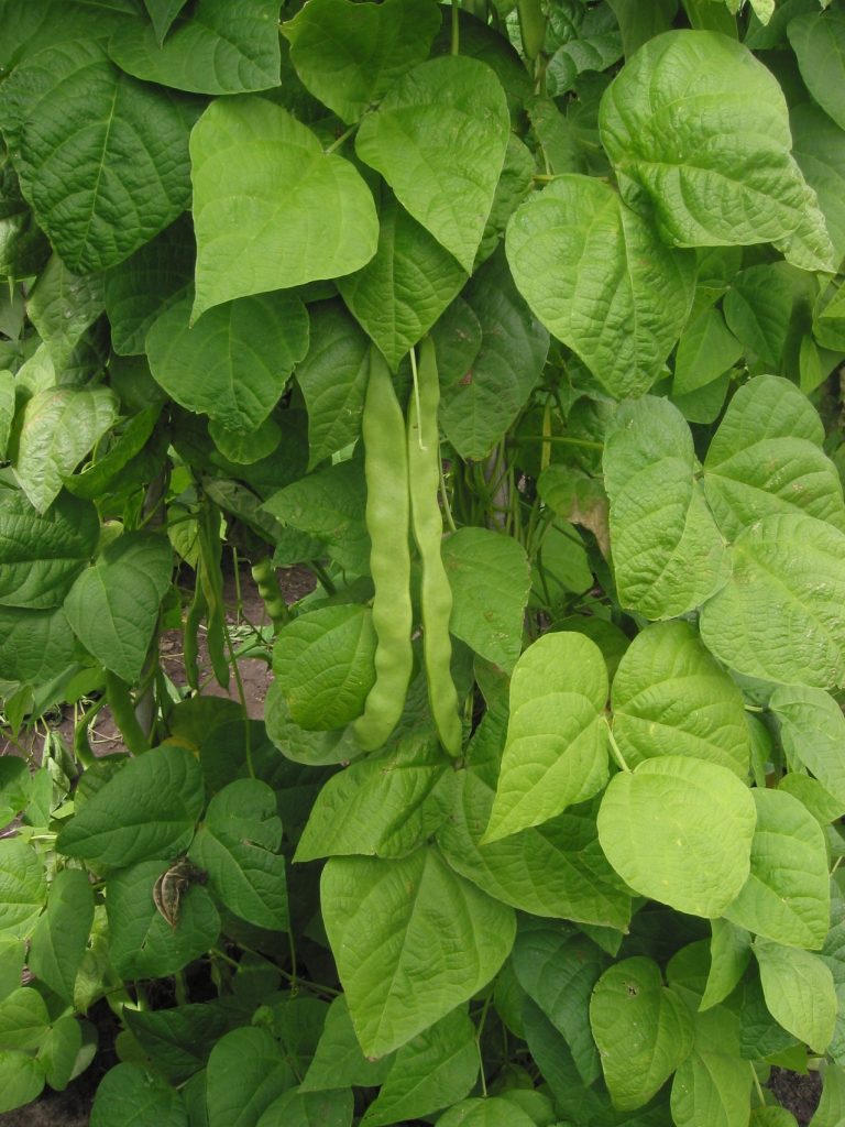 Phaseolus vulgaris fagiolino trebona