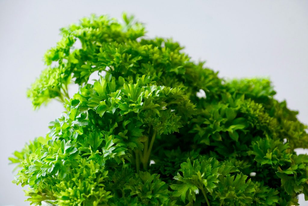 Petroselinum crispum 'Bravo' prezzemolo