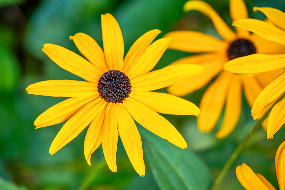 Rudbeckia fulgida var. sullivanti 'Goldsturm'