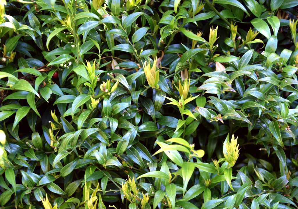 Sarcococca ruscifolia