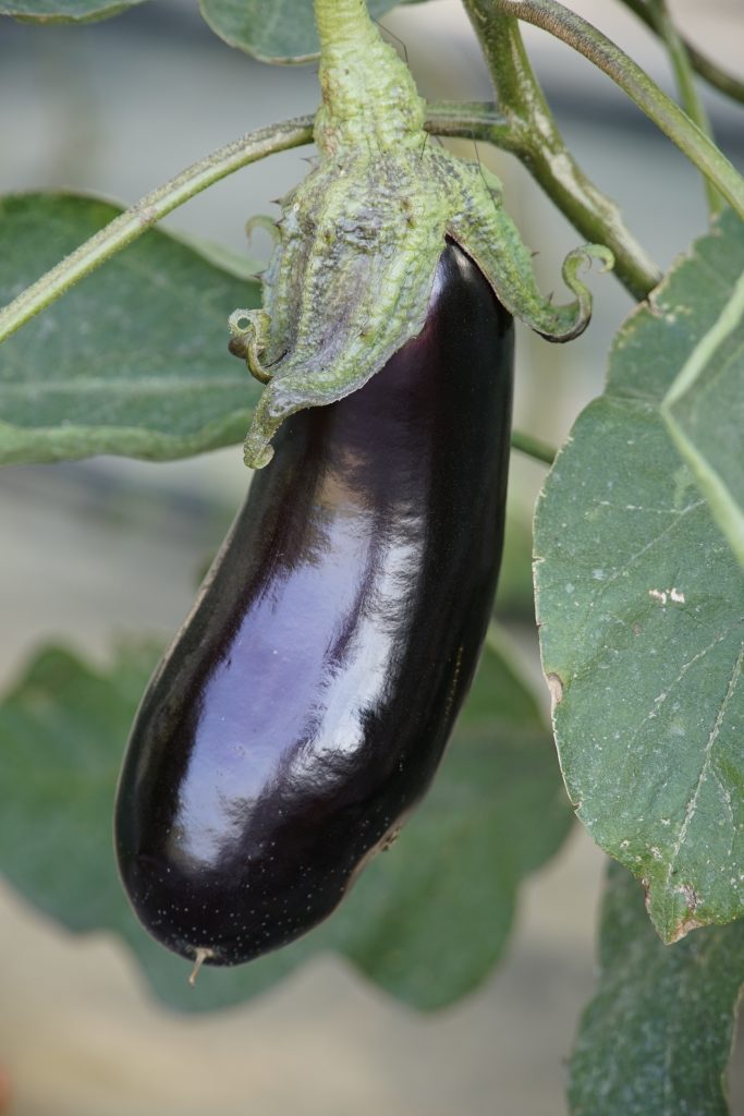 melanzana Solanum melongena 'Violetta Lunga di Napoli'
