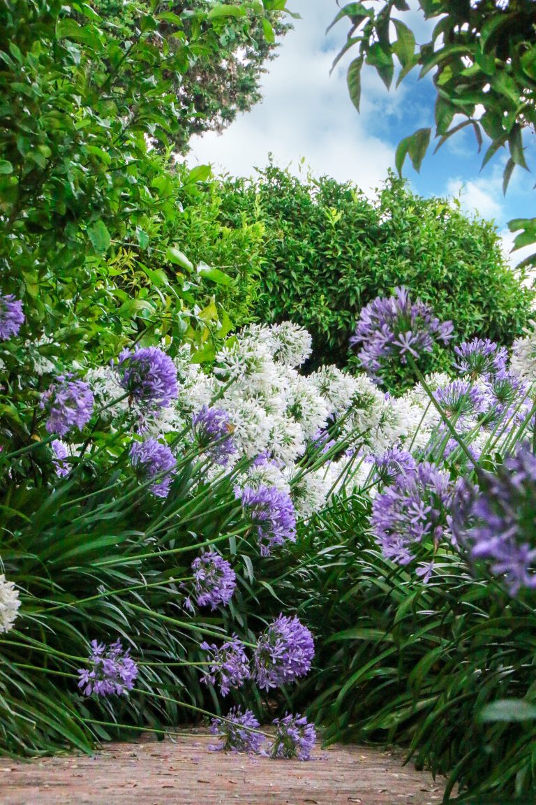 agapanti bianchi e blu nei giardini di Villa della Pergola