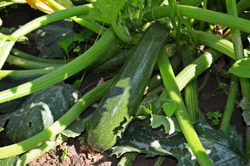 zucchina cucurbita pepo