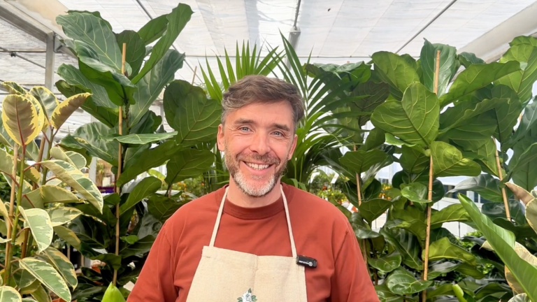Philodendron