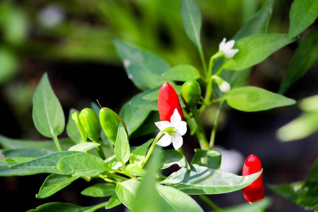 Capsicum annuum 'Calabrese' peperoncino