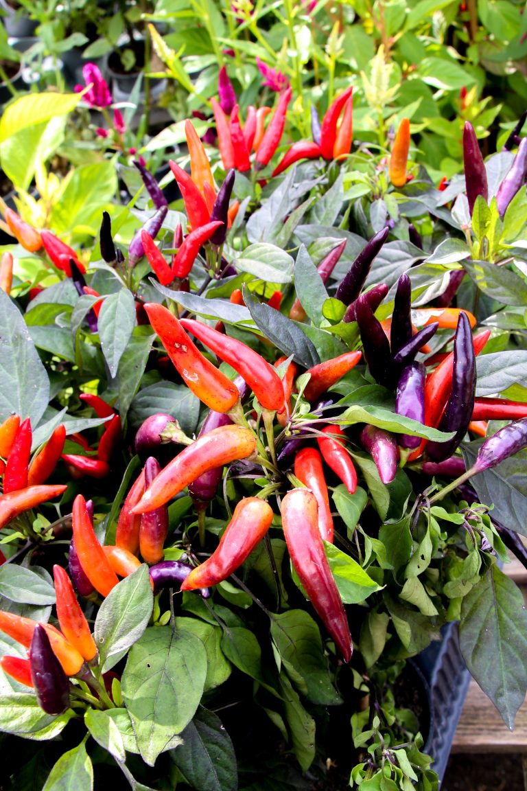 Peperoncino 'Eureka'