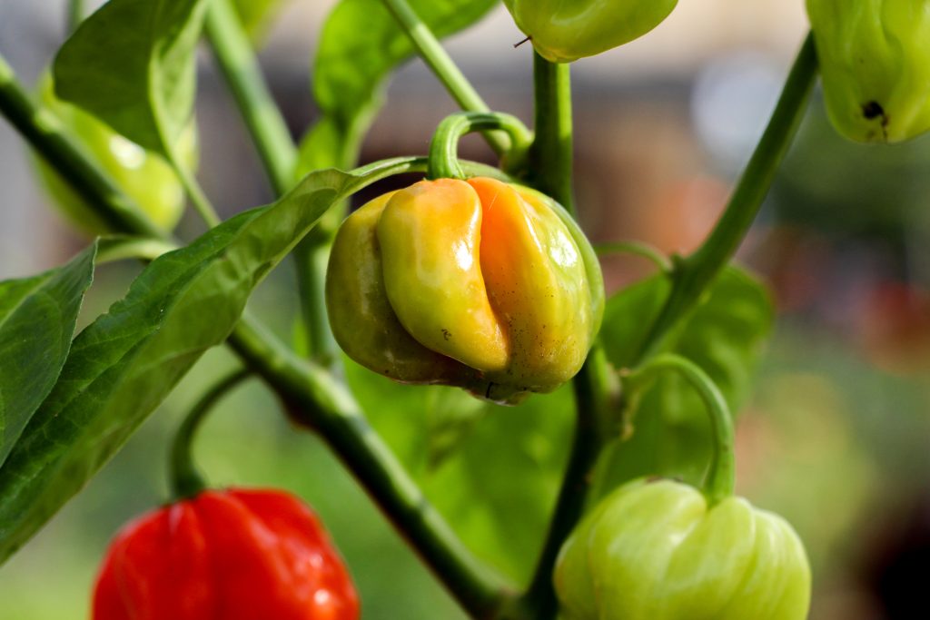 Peperoncino 'Habanero Red'