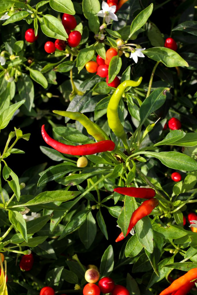 Peperoncino 'Lingua di fuoco'