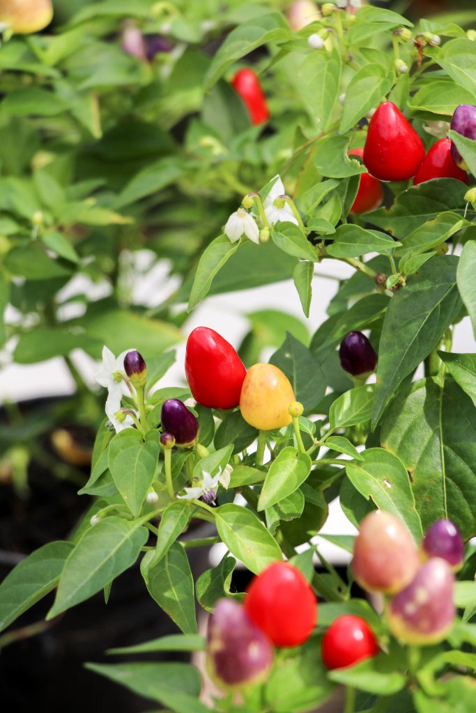 Peperoncino 'Pyramid'